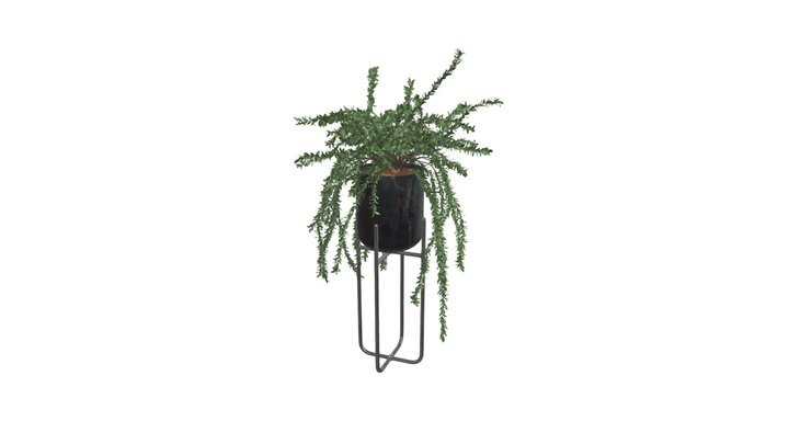 Plant in pot 001 Full Version 3D Model