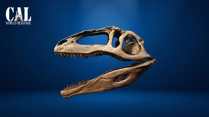 Cráneo de Gigantosauro 3D Model