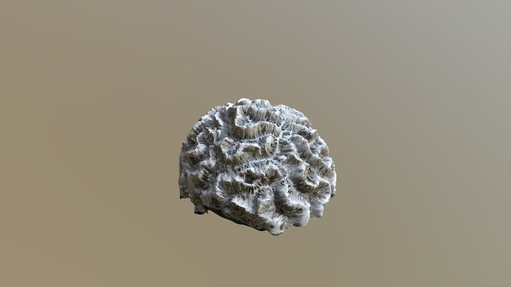 Brain Coral 3D Model