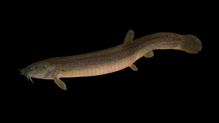 CC0 ドジョウ ♀ Japanese Common Loach