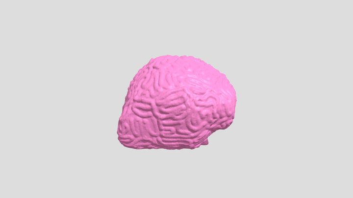Human Brain 3D Model