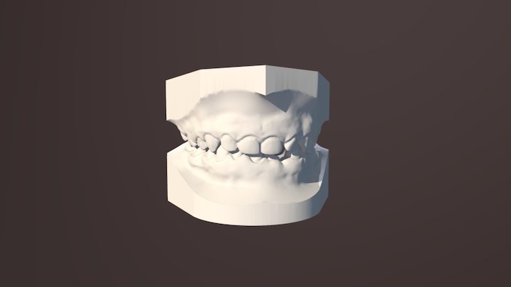 modelo denticion mixta 3D Model