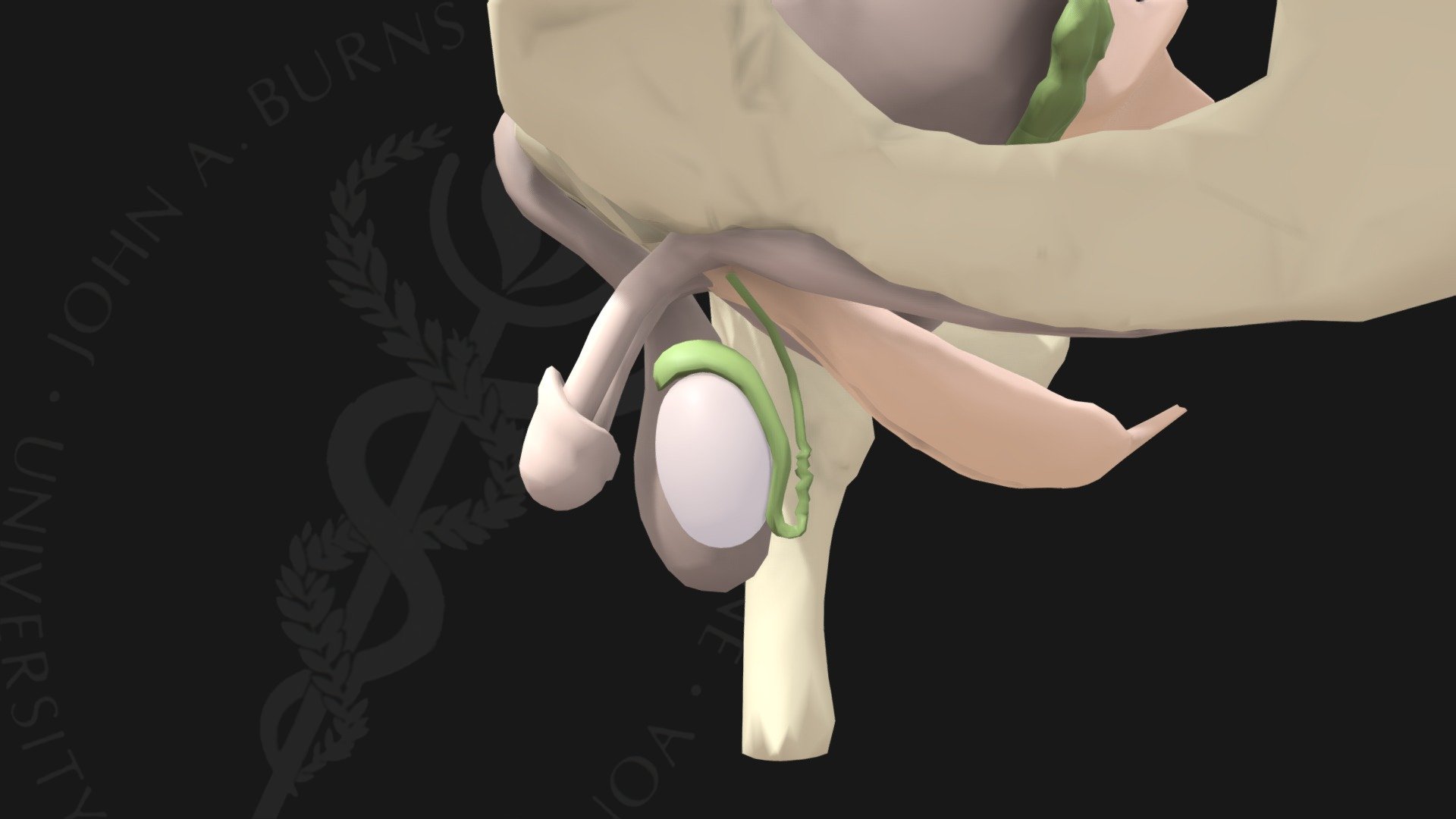 Testis and Epididymus - 3D model by John A Burns School of Medicine ...