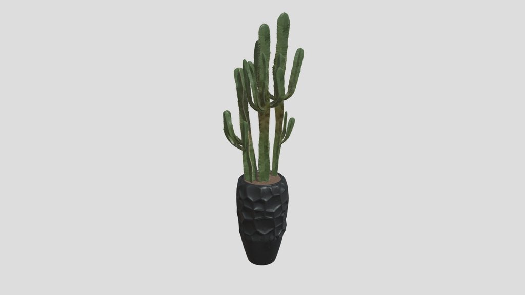 Cactuses Seta