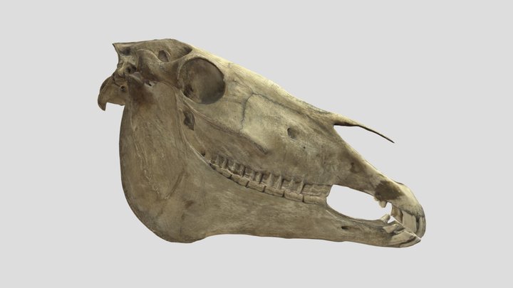 Crâne de Cheval (Equus caballus) 3D Model