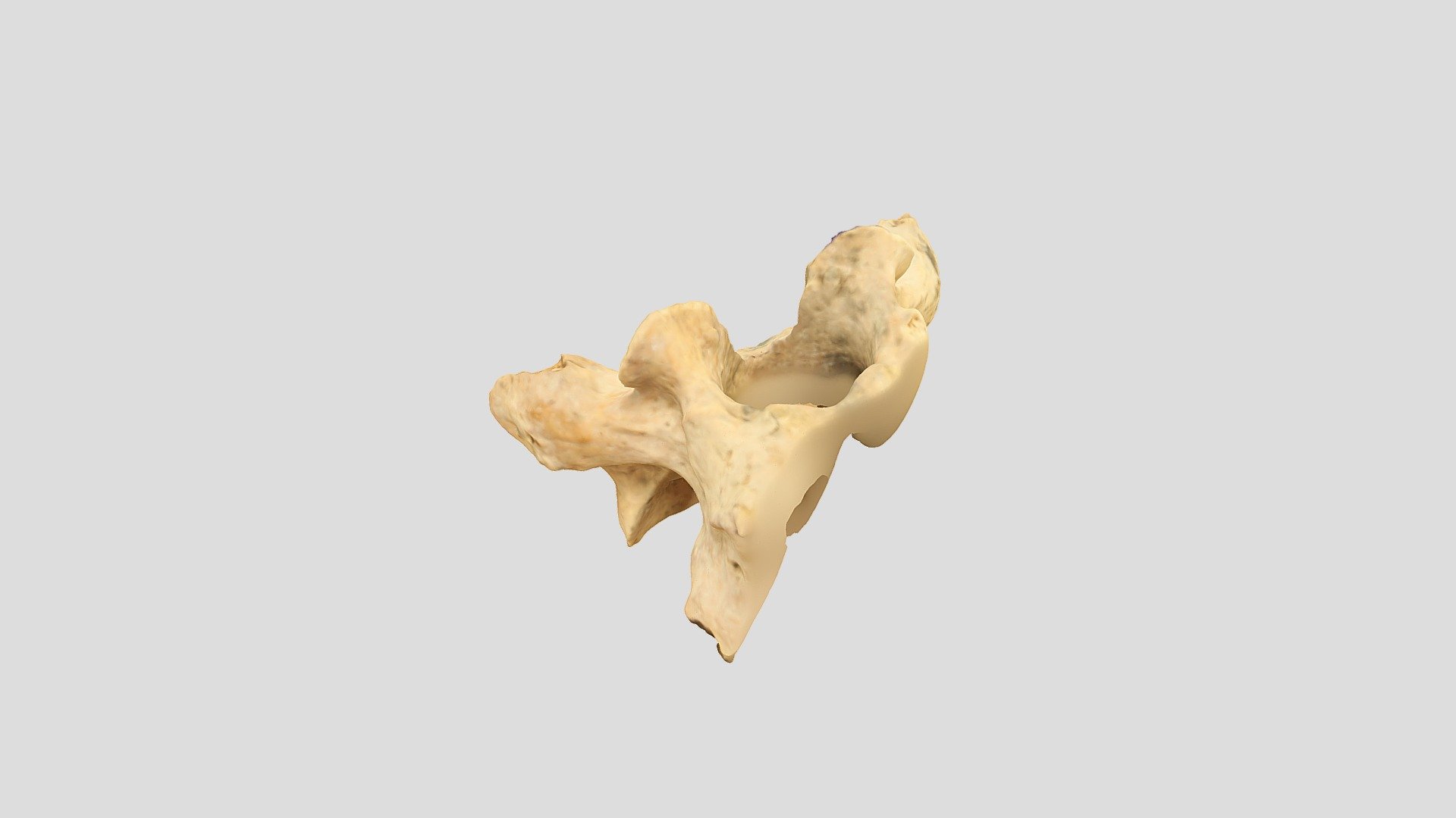 Qasr Hallabat Cistern vertebra 10 trimmed