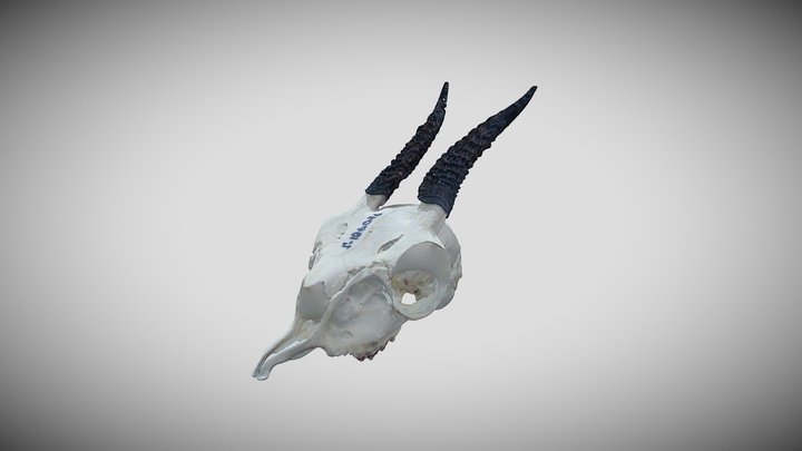 Череп. Дикдик. Madoqua. Dik-dik. 3D Model