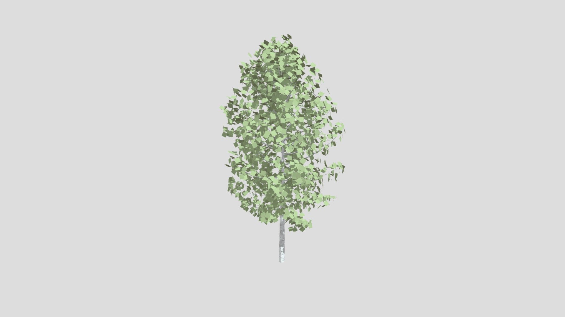 Birch