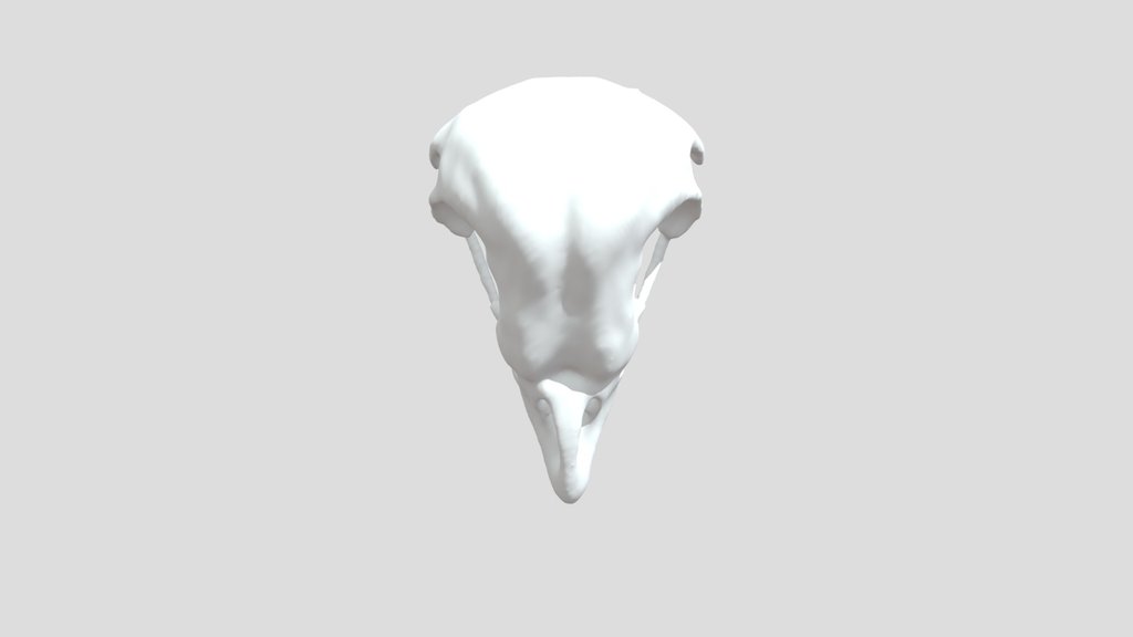 Tyto alba - upper jaw - CT scan