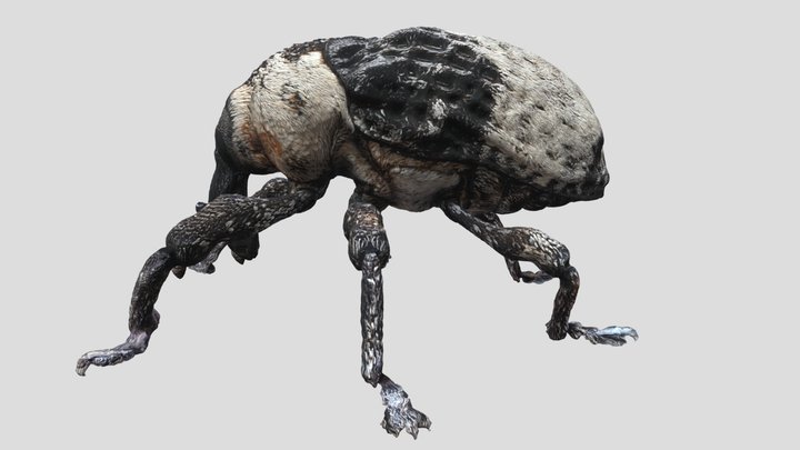 Mesalcidodes Trifidus 3D Model