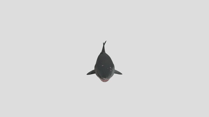 Great White Shark – Modello 3D gratuito STL