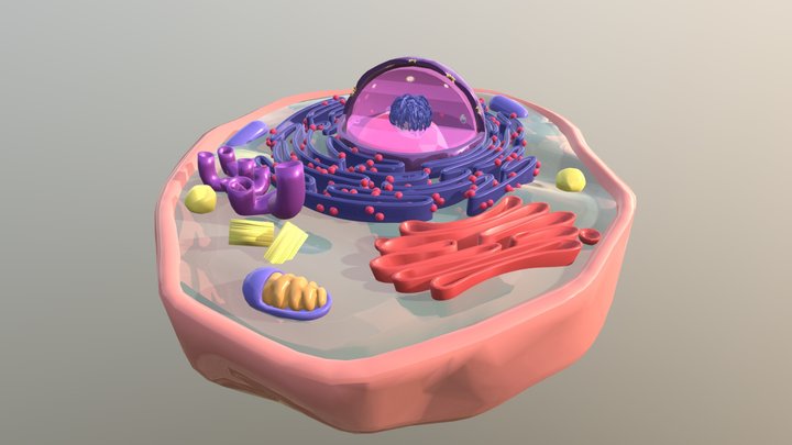 Animal cell 2.0 - annotated in English 3D Model