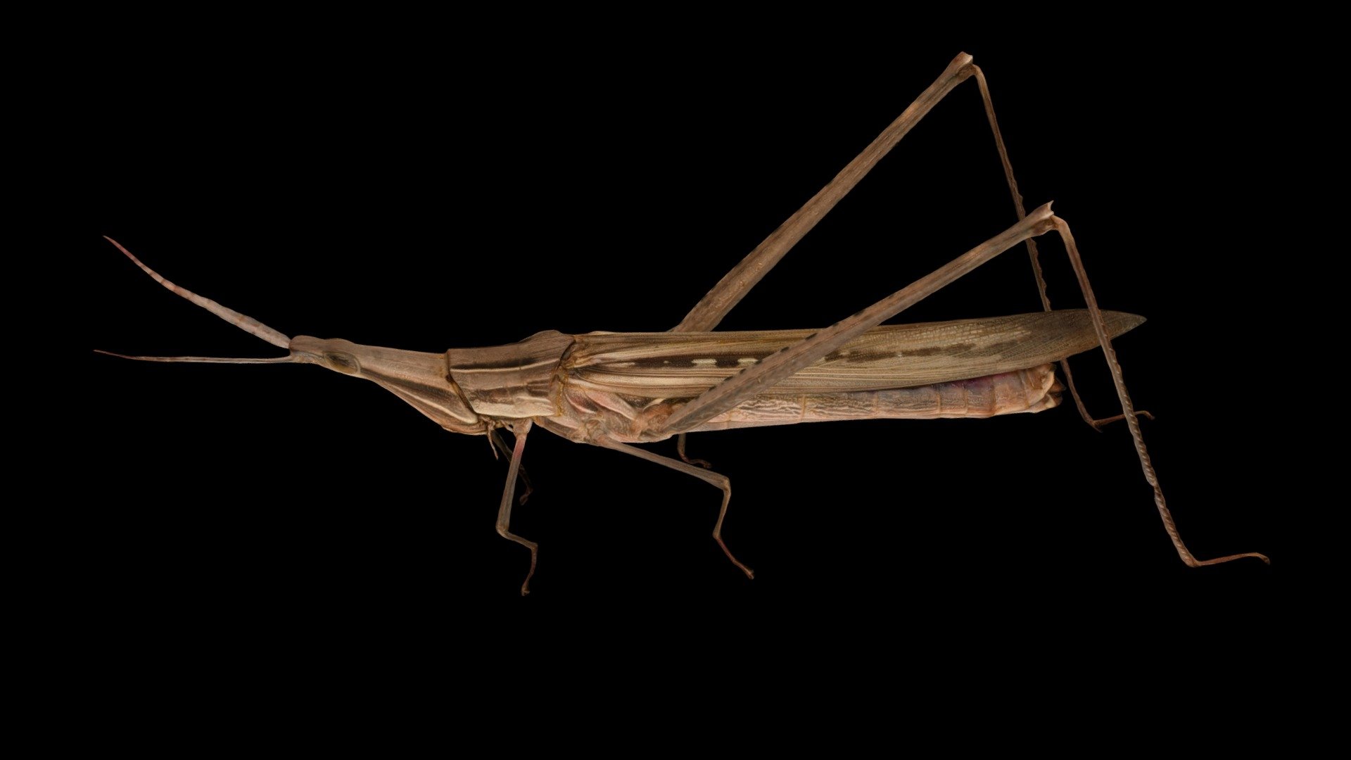 ショウリョウバッタ 🦗 ♀ Oriental Longheaded Locust - 3D