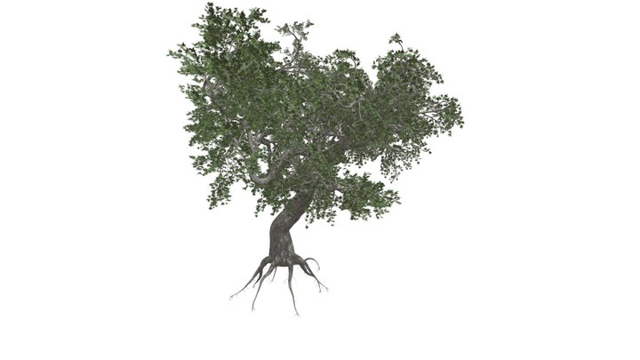 Japanese Maple Tree #08 3D Model