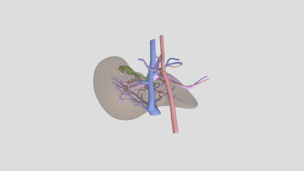 Liver