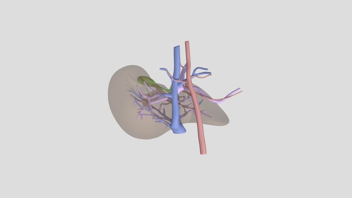 Liver