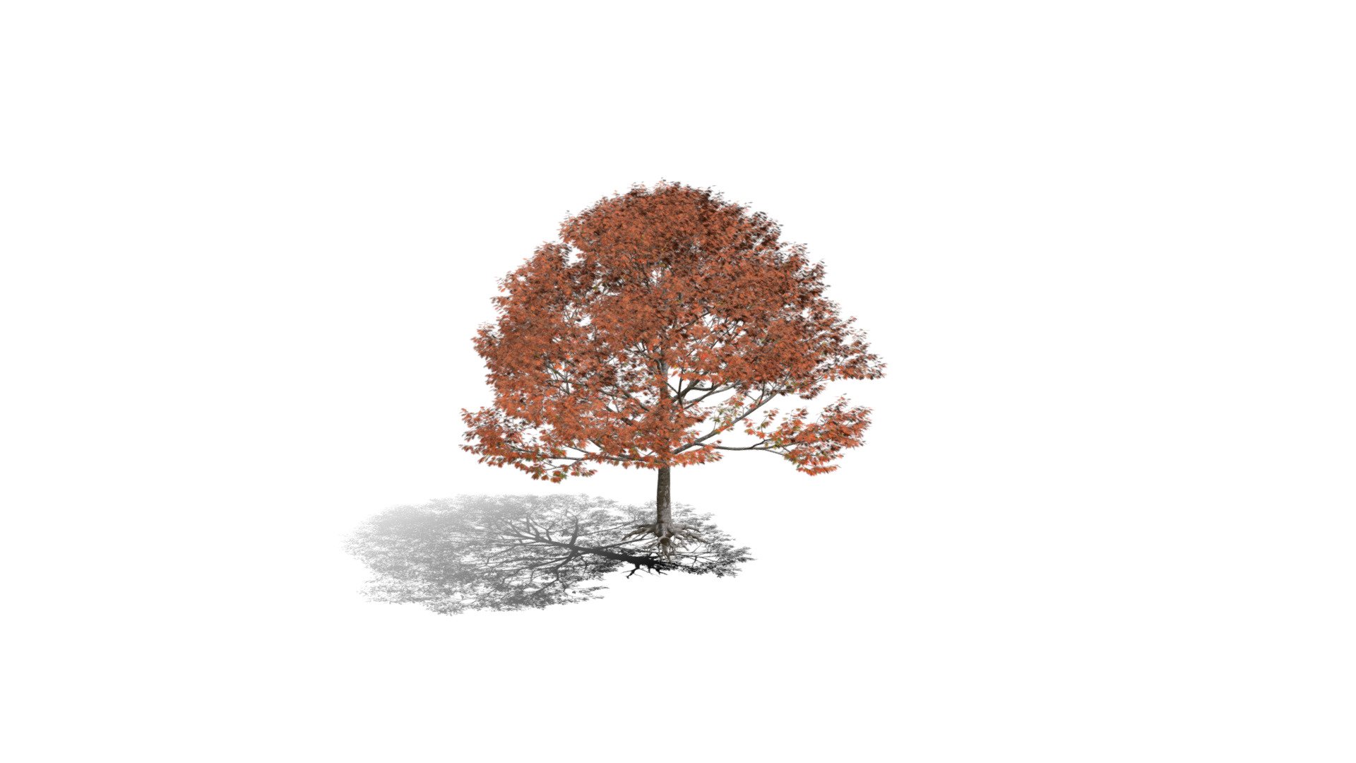 Realistic HD Northern red oak (24/138) — Sketchfab embed 3D viewer