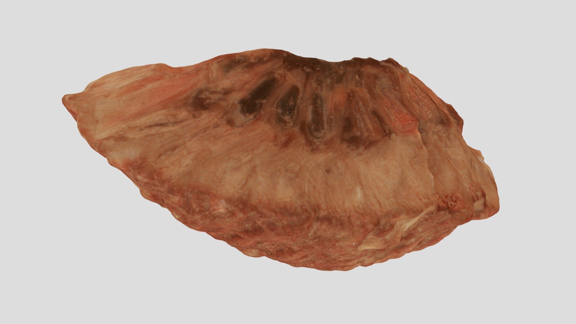 Araucaria mirabilis
