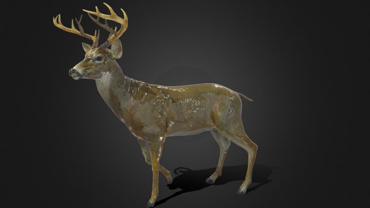 White tailed Deer 3D Model