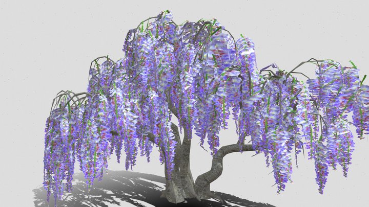 violet 3D Model