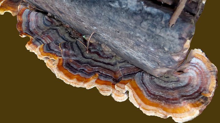 Turkey Tail Fungi 3D Model