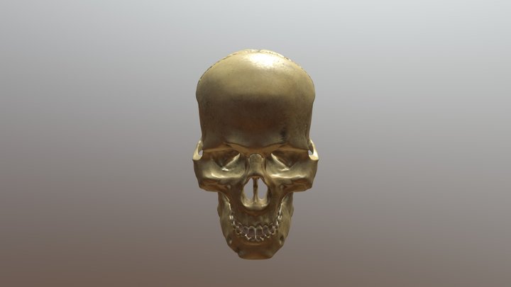 European Male Skull 3D Model