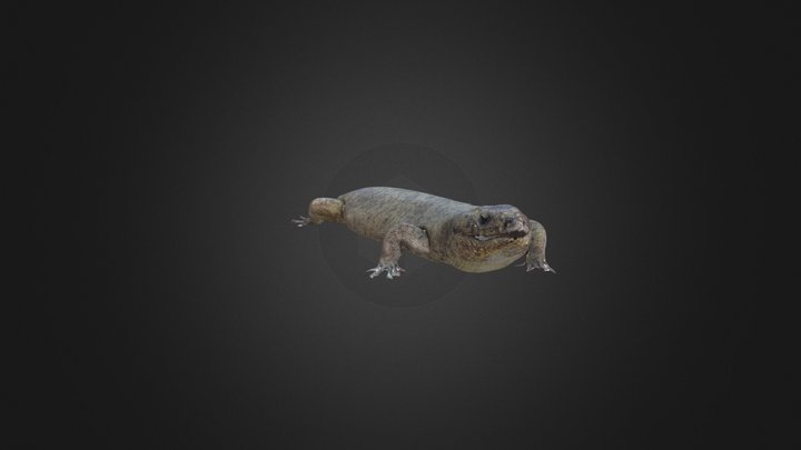 scinco 3D Model