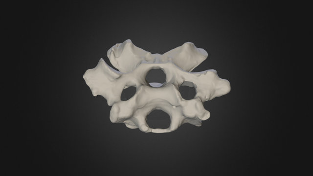 Neck vertebra #8, Durban Dodo 3D Model