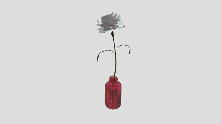 Single flower / Carnation-White 3D Model