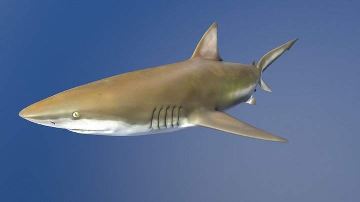 Model 87 - Bronze Whaler Shark – Free 3D Model STL
