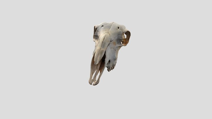 Sheep Skull 3D Model