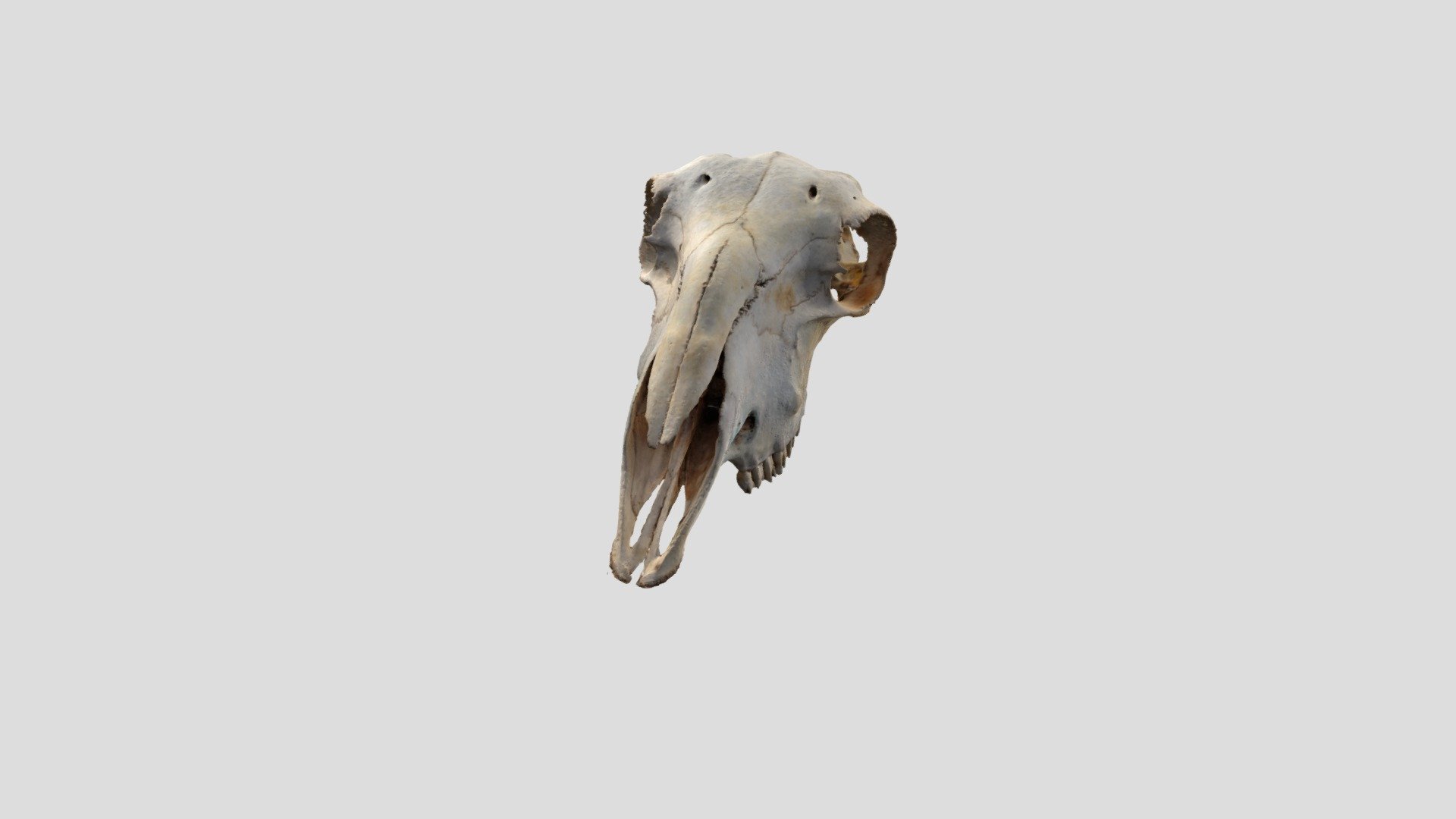 Sheep Skull - Download Free 3D model by teachingtechie [0dcb34a ...