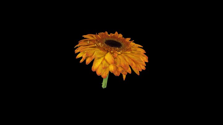 Flower - Gerbera 3D Model