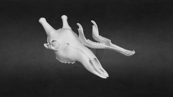 Giraffe Skull [For 3D Print] 3D Model