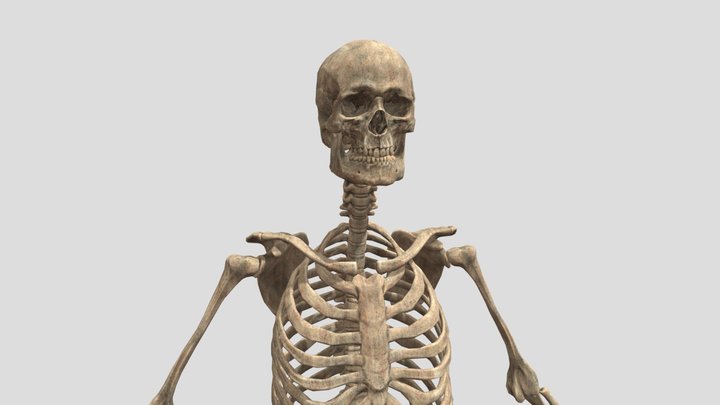Skeleton from Bonelab 3D Model