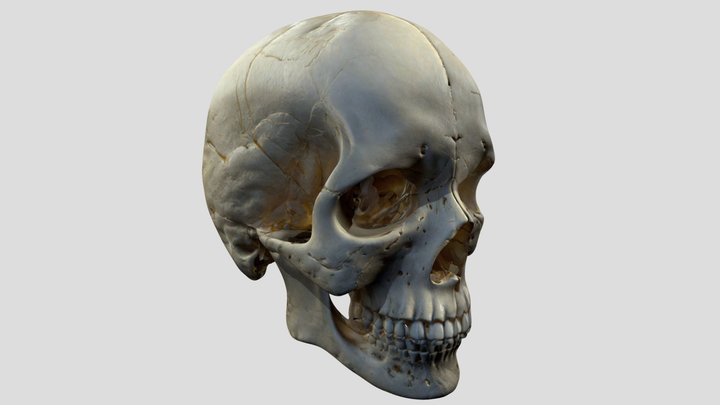 My Skull – Modello 3D gratuito STL