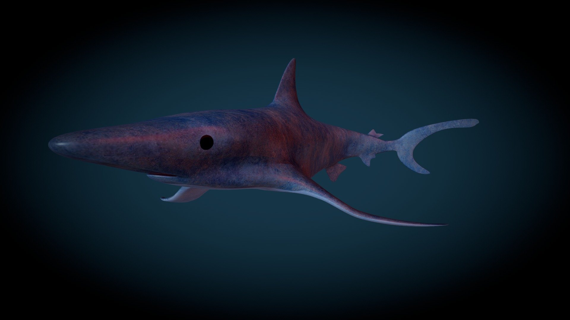 Shark