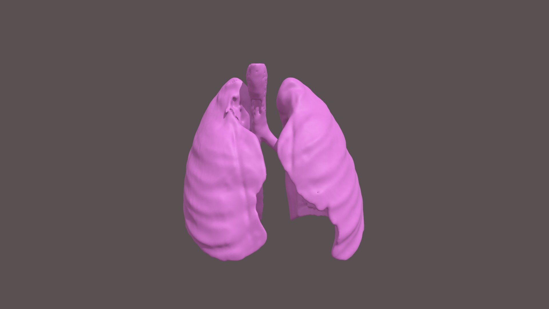 Segmentation_lungs - 3D model by AshleeL [0dd7f38] - Sketchfab