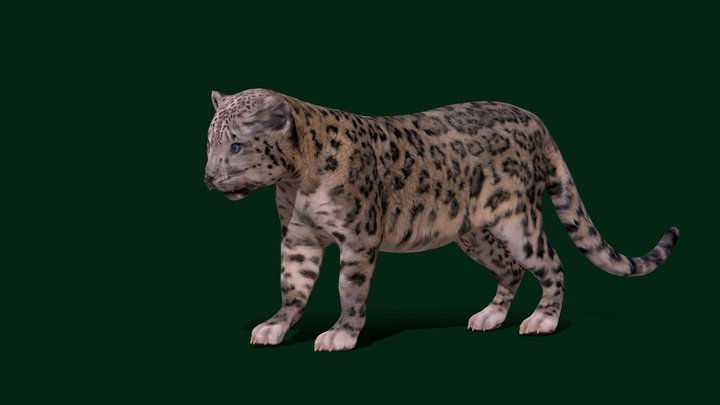 Baby-snow-leopard 3D models - Sketchfab
