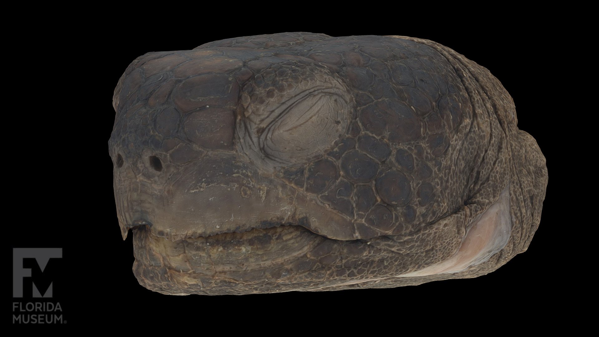 Gopher Tortoise Head (UF Herp 84427) - 3D model by FloridaMuseum ...