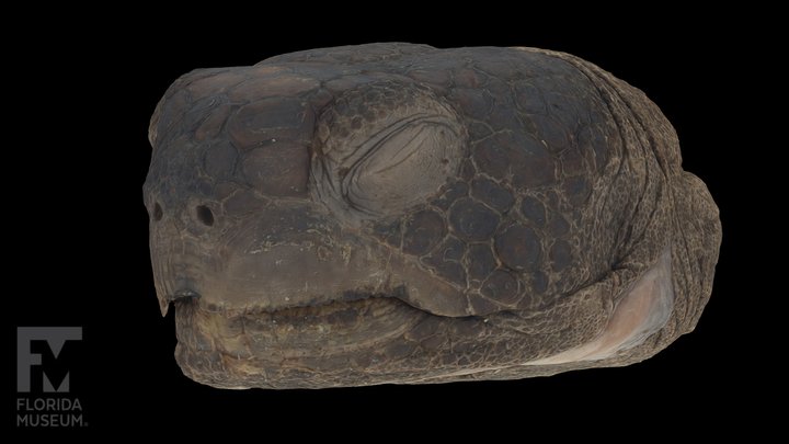 Gopher 3D models - Sketchfab