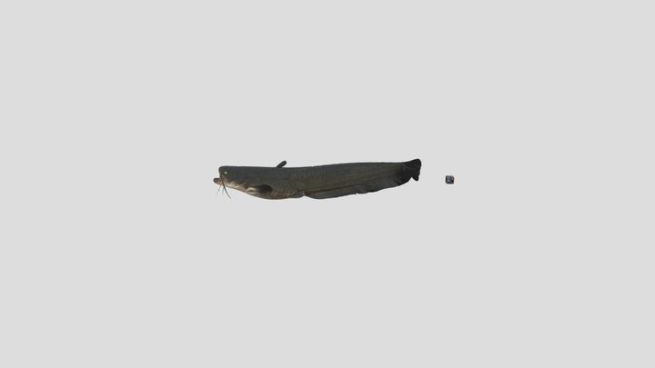 Amur_catfish_silurus_asotus 3D Model