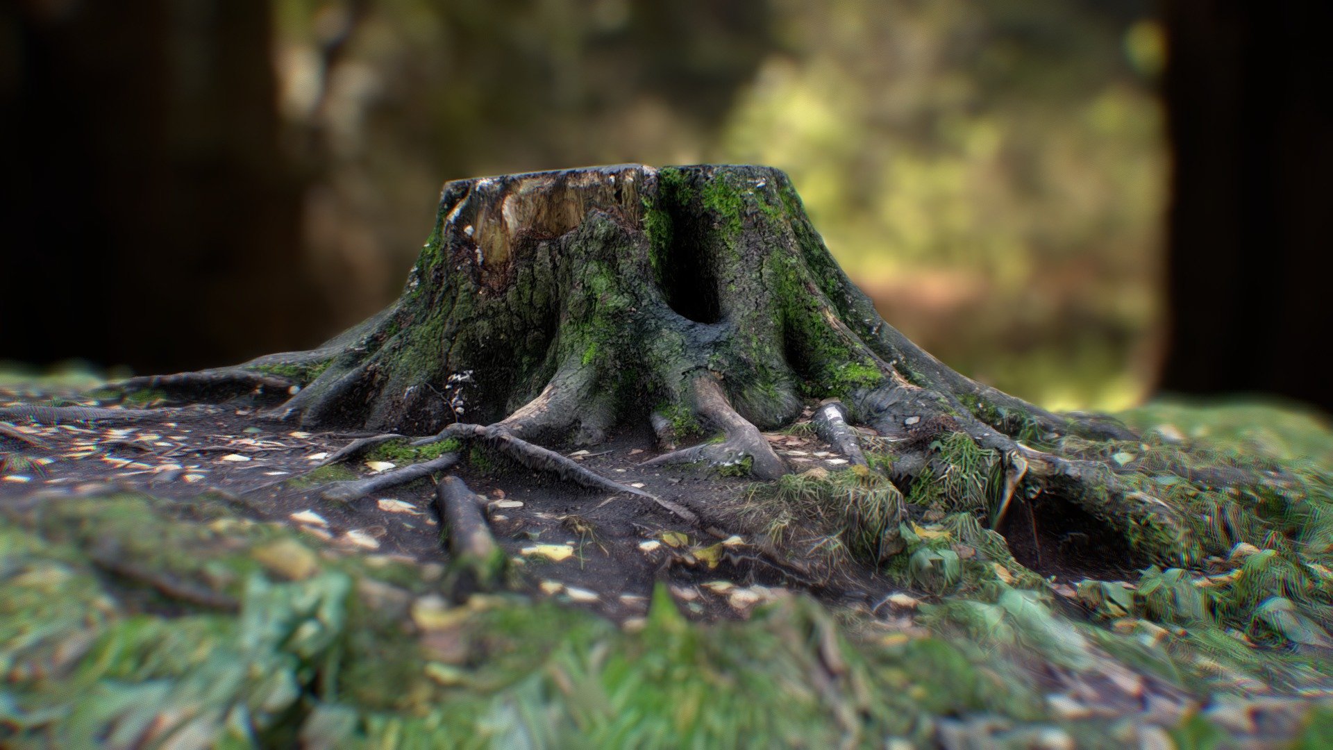 Photogrammery Stump