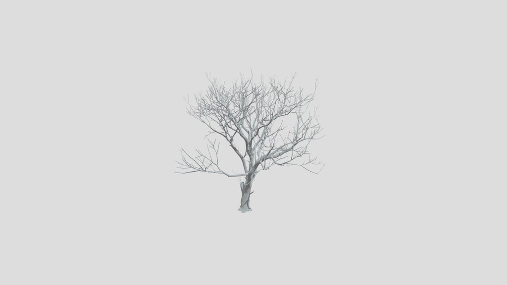 Olive Tree Dead Med