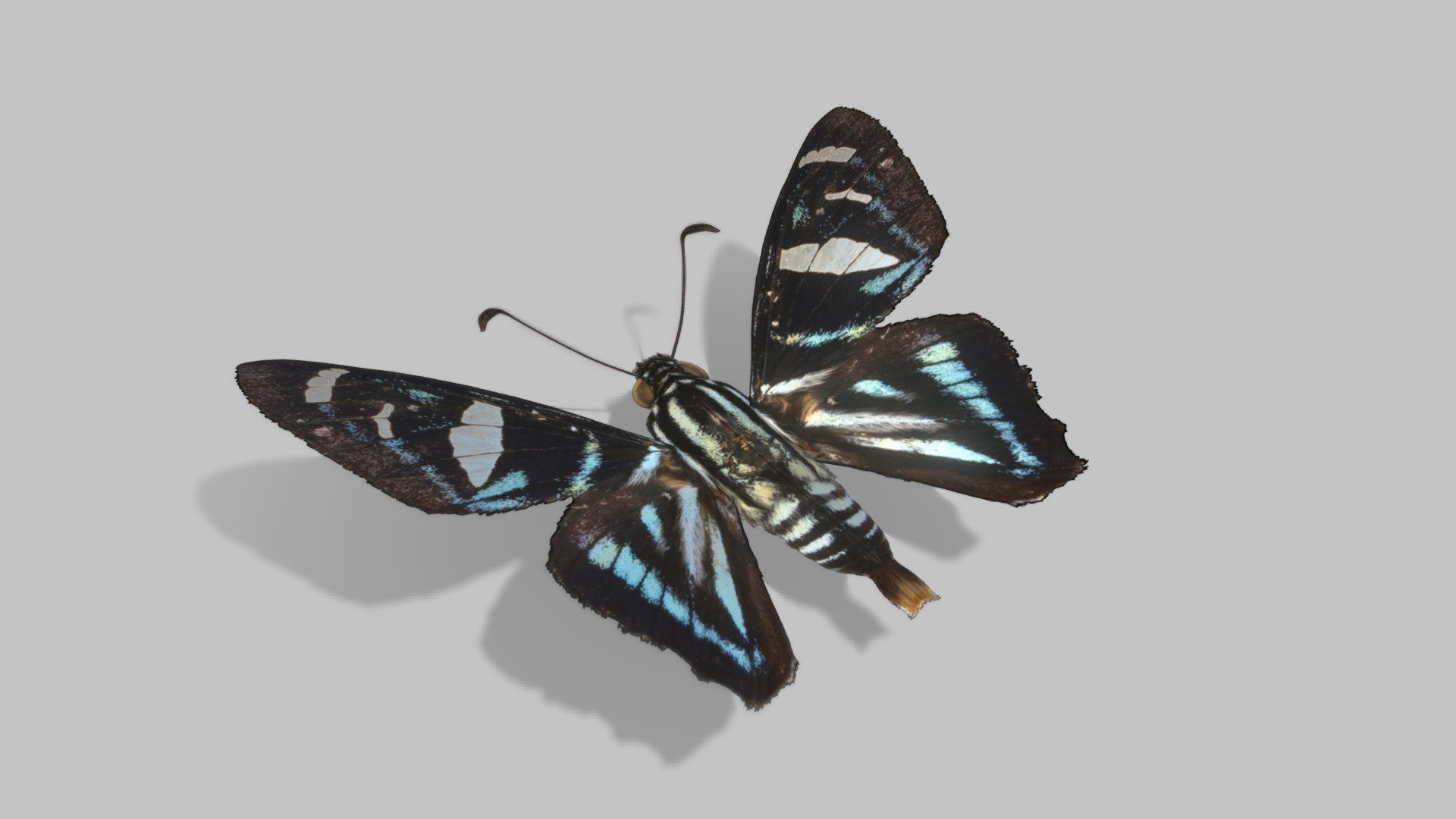 Jemadia suekentonmiller Grishin,2014 [open data]