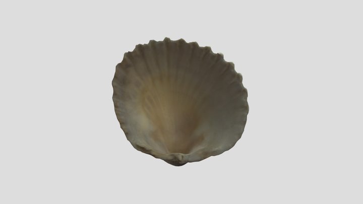 Seashell 12 3D Model