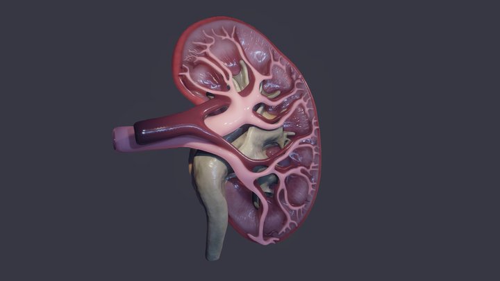 Kidney cross-section 3D Model