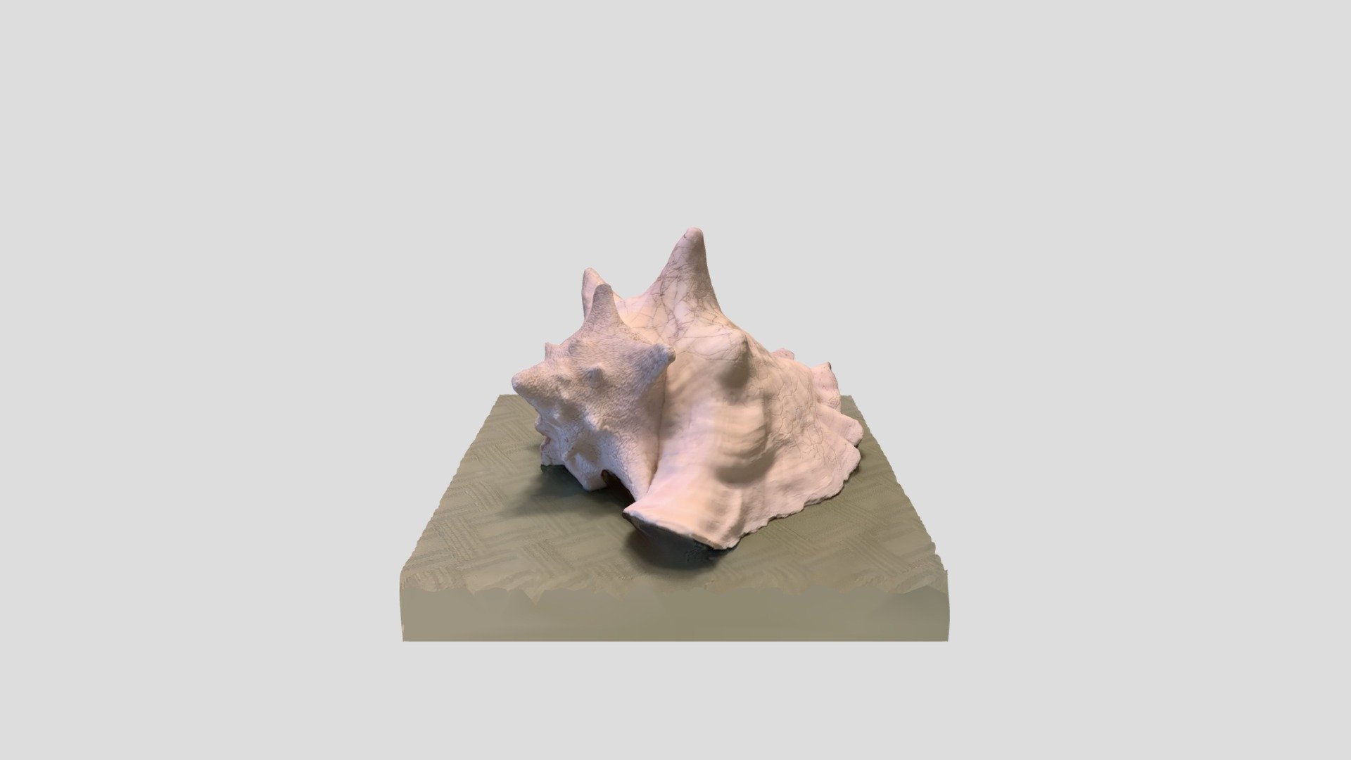 Conch Shell - Download Free 3D model by Ryan K. (@krueg199) [0dee865 ...