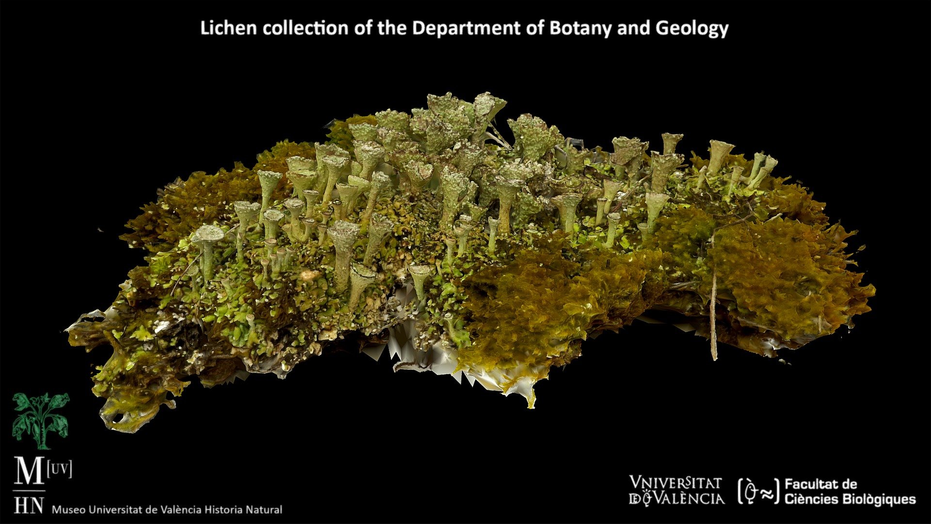 Lichen (Cladonia pyxidata) Download Free 3D model by Museo [UV
