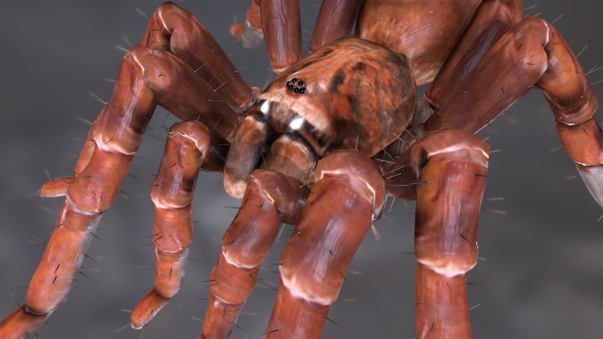 Tarantula huge spider — Sketchfab embed 3D viewer